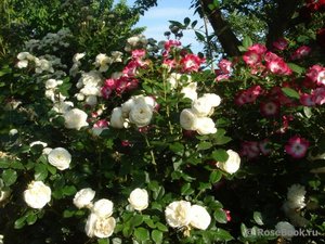 Artemis ,  Bukavu ,  Bouquet Parfait.jpg