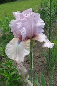 ирис Sky Blue Pink.JPG