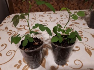 IMG-20180506-WA0001.jpg