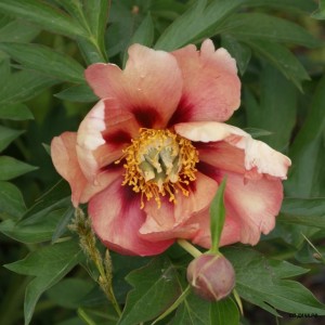 Old Rose Dandy