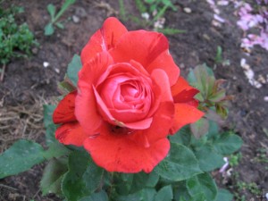 IMG_7888.1.jpg