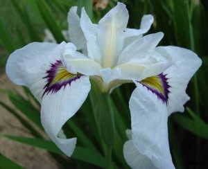 .Yukiyanagi (Юкиянаги)