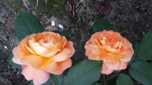 IMG-20170820-WA0029.jpeg