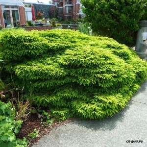 Picea-abies-Nidiformis-600x600.jpg