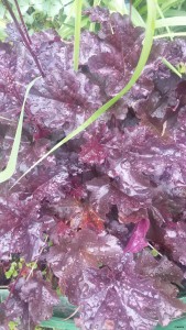 20180610_120101-1377x2448[1].jpg