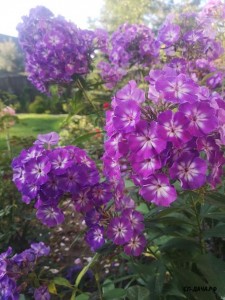 IMG_20190729_061936.jpg