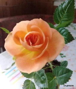 Screenshot_20190731_171532.jpg