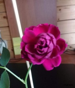 Screenshot_20190731_171629.jpg