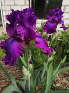 IMG_20190602_100308.jpg
