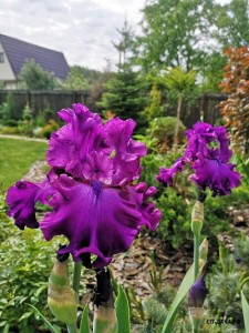 IMG_20190602_100325.jpg