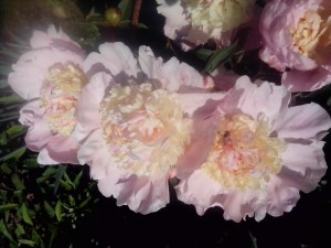 IMG_20190602_104306.jpg