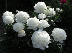 White Frost