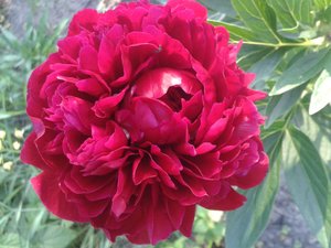 20150620_194239.jpg
