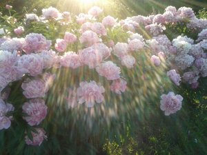 20130626_211149_500x375.jpg