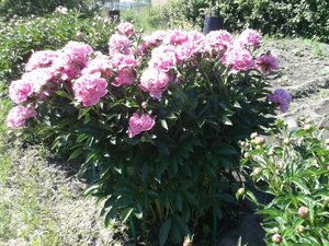 20130624_115344_500x375.jpg