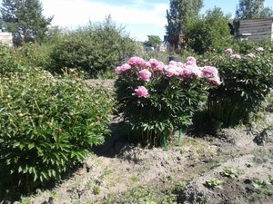 20130624_160020_500x375.jpg