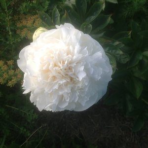 А. Е. Кундред