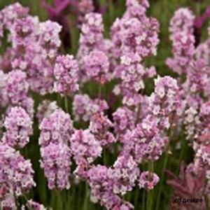 lavanda-uzkolistnaja-loddon-pink-.jpg