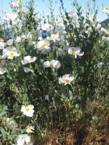 matilija.jpg