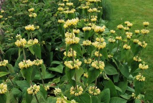 PhlomisRusseliana1-1.jpg