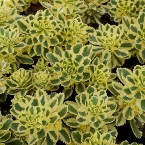 Sedum-takesimskij-Atlantis.jpg