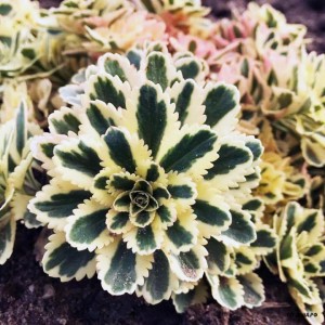 5027_sedum_atlantis_002.jpg