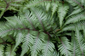 athyrium-ghost-beverlyfitts1.jpg