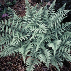 5698e7509f469a63a864ceb21984bb13--ferns-garden-garden-shade.jpg