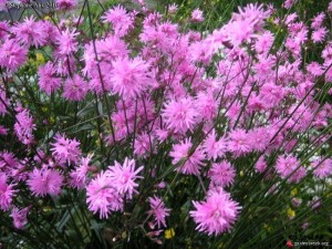 16f240d73a7b2387517446f0dbd08e9b--garden-club-garden-plants.jpg