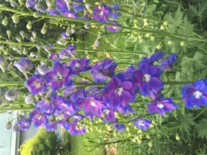 IMG_4192.JPG