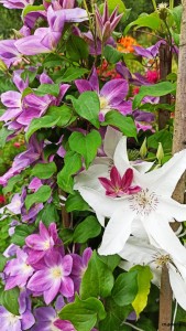 И Бьютифул Брайд, огромные белые цветы. Я его посадила к 3-х летнему розовому Клематисов Чэйндж оф Харт.