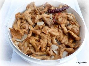 lisichki extra.jpg (42.69 КБ) 27754 просмотра lisichki extra.jpg