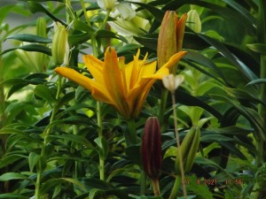 2021.08.27 Уч № 2 REGENT'S PARK Lilium Asiatic Hybrids махровый_