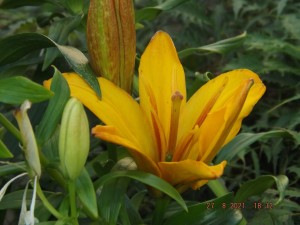 2021.08.27 Уч № 2 REGENT'S PARK Lilium Asiatic Hybrids махровый_