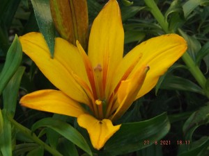 2021.08.27 Уч № 2 REGENT'S PARK Lilium Asiatic Hybrids махровый_
