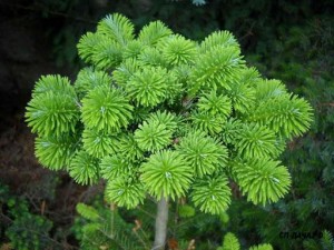 Abies nefrolepis Nadia Pa 30.jpg