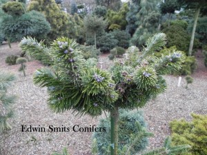 Abies nefrolepis Nadia Pa.jpg