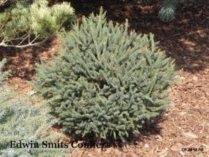 Picea mariana 'Ben'.JPG