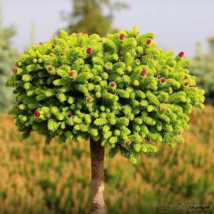 Picea abies Wild Strawberryᴾᴮᴿ (Pa).jpg