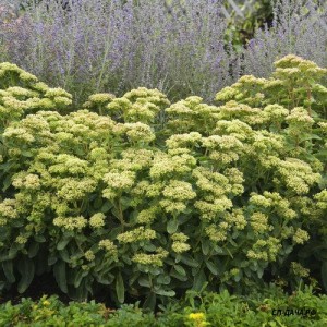 sedum_lemonjade_cjw15_3.jpg