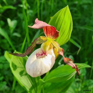 cypripedium-gisela-white-lip.jpg