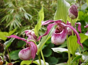 Cypripedium'LucyPinkepank'(3).jpg