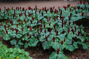 trillium-sessile-1.jpg