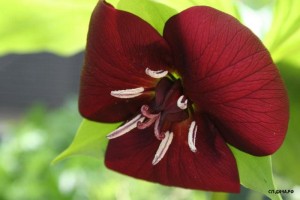 Trillium-vaseyi_HansChristensen_.jpg