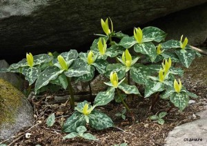 Trillium-lyuteum.jpg