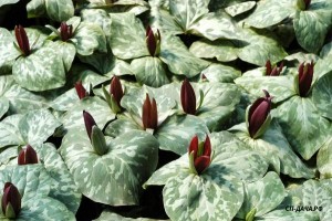 trillium-cuneatum.jpg
