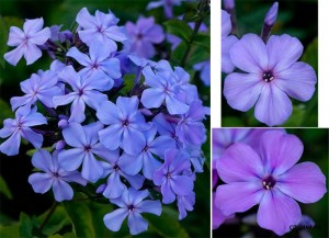 Phlox_pan_BlueEvening.jpg