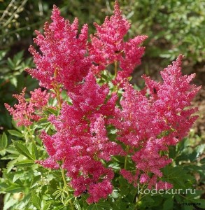 Стр. 23 Fireberry. Куст очень компактный высотой до 20 см. Листья ярко-зелёные. Метёлки ромбовидной формы, плотные, густоопушённые, ярко-малинового цвета