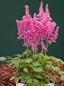 Стр. 226 Astilbe chinensis Little Vision in Pink ® PBR  цена 1,79 Карликовая форма от сорта «Vision in Pink». Цветки насыщенно розовые. Листва грубо текстурированная, тёмно-зелёная или бронзово-зелёная. Цветоносы прочные. Цветение обильное, в июле. Сорт переносит солнце лучше, чем другие сорта. В тёплом климате может цвети повторно после обрезки цветоносов. Высота 35-40 см.