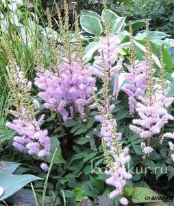 Стр. 226 Astilbe chinensis Pumila  цена 1,13 Соцветие компактное, пушистое, ярко-сиренево-розовое. Возможно использование в качестве почвопокровного растения перед высокими хостами и папоротниками. Высота во время цветения - 25-30 см. Цетёт в августе